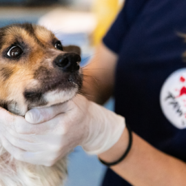 Hund Ginou auf Silk Island
